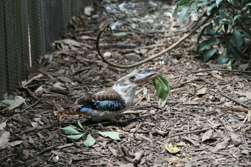 Blue-winged Kookaburra female