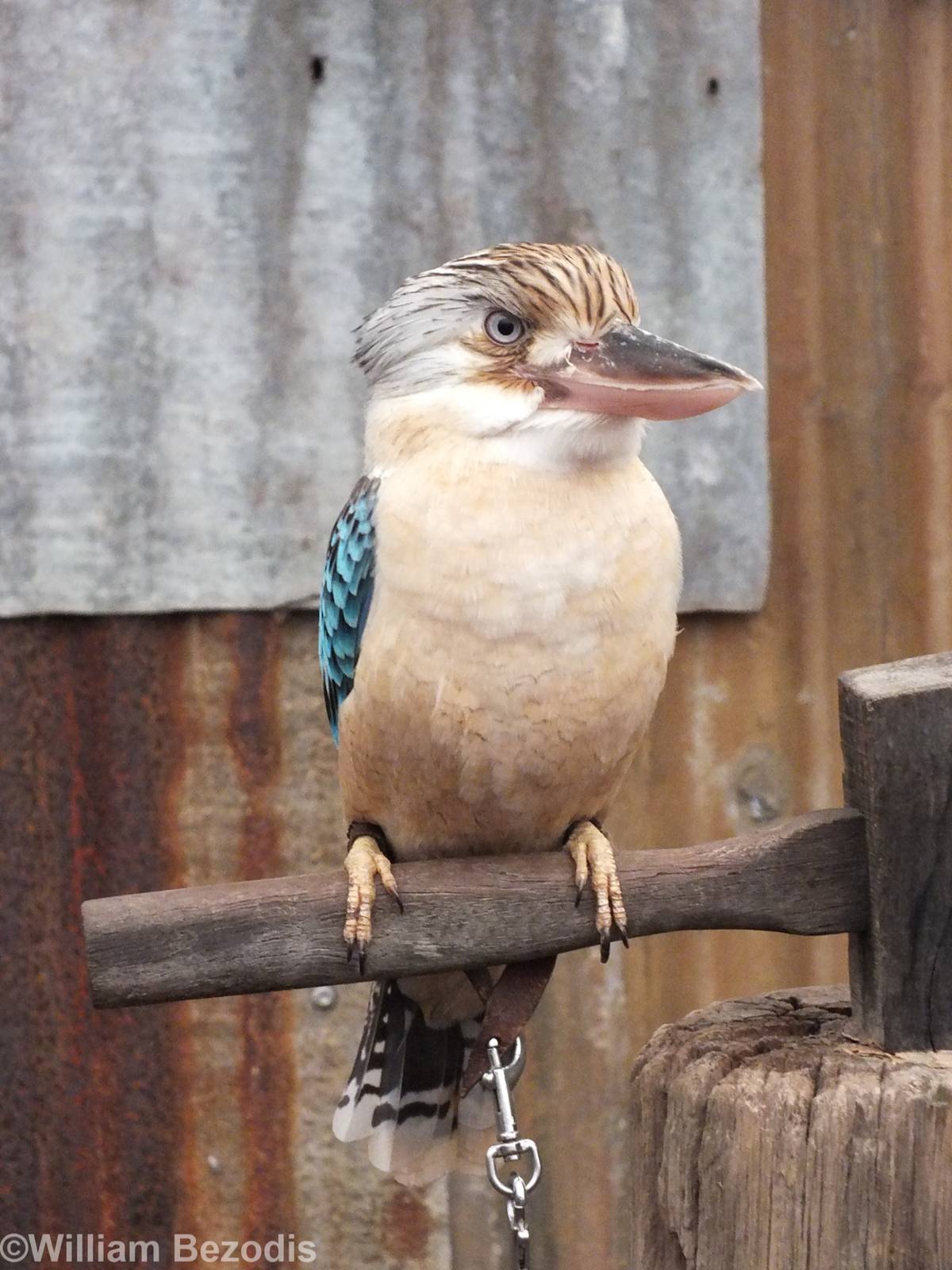 Blue-winged Kookaburra in 'Meet the Wombat and Friends' Show - Caversham Wi