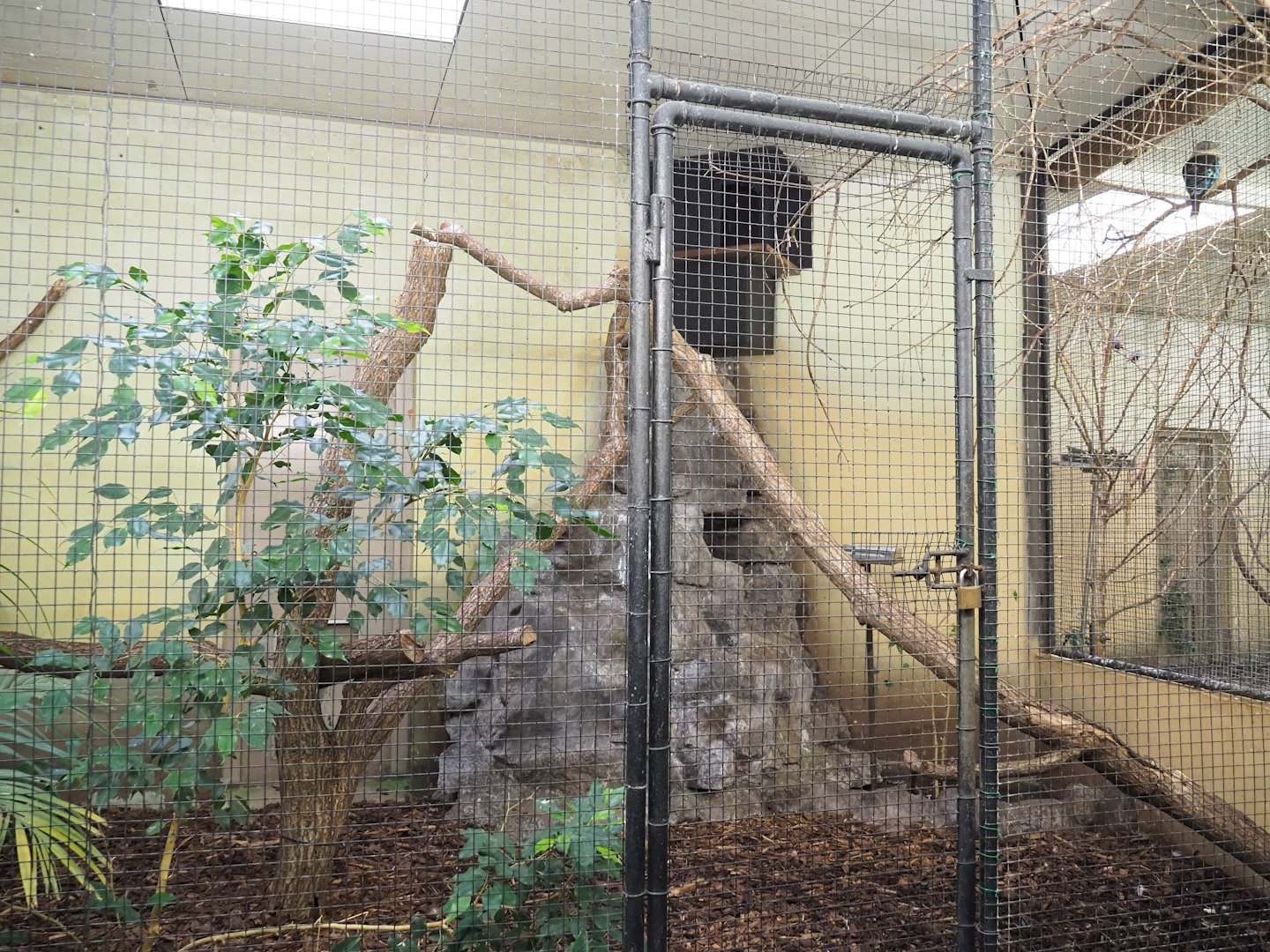 Blue-winged kookaburra indoor aviary, 2023-10-07
