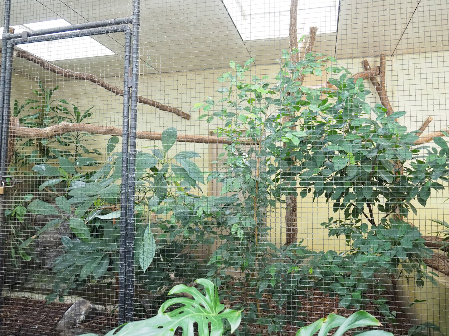 Blue-winged kookaburra indoor aviary, 2023-10-07