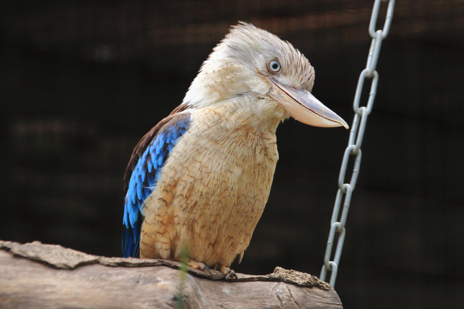 Blue-winged kookaburra (July 2020)