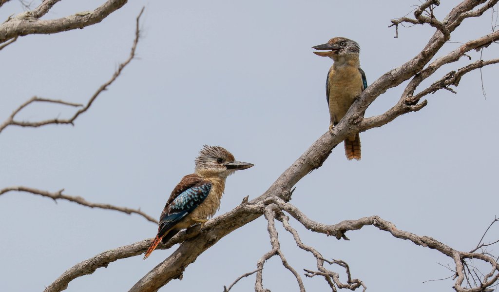 Blue-winged Kookaburra: juvenile on left, female on right