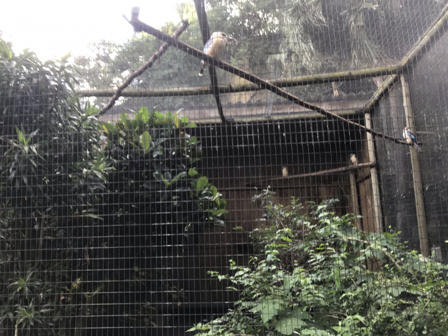 Blue-Winged Kookaburra/ Lady Amherst’s Pheasant Exhibit
