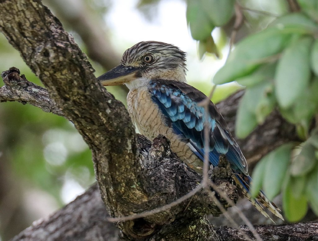 Blue-winged Kookaburra male
