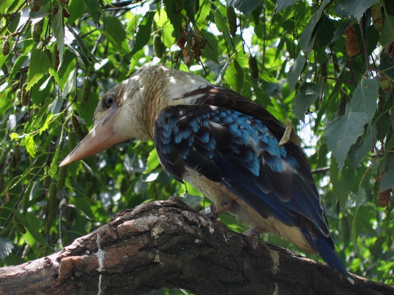 Blue-winged Kookaburra @ Prague zoo