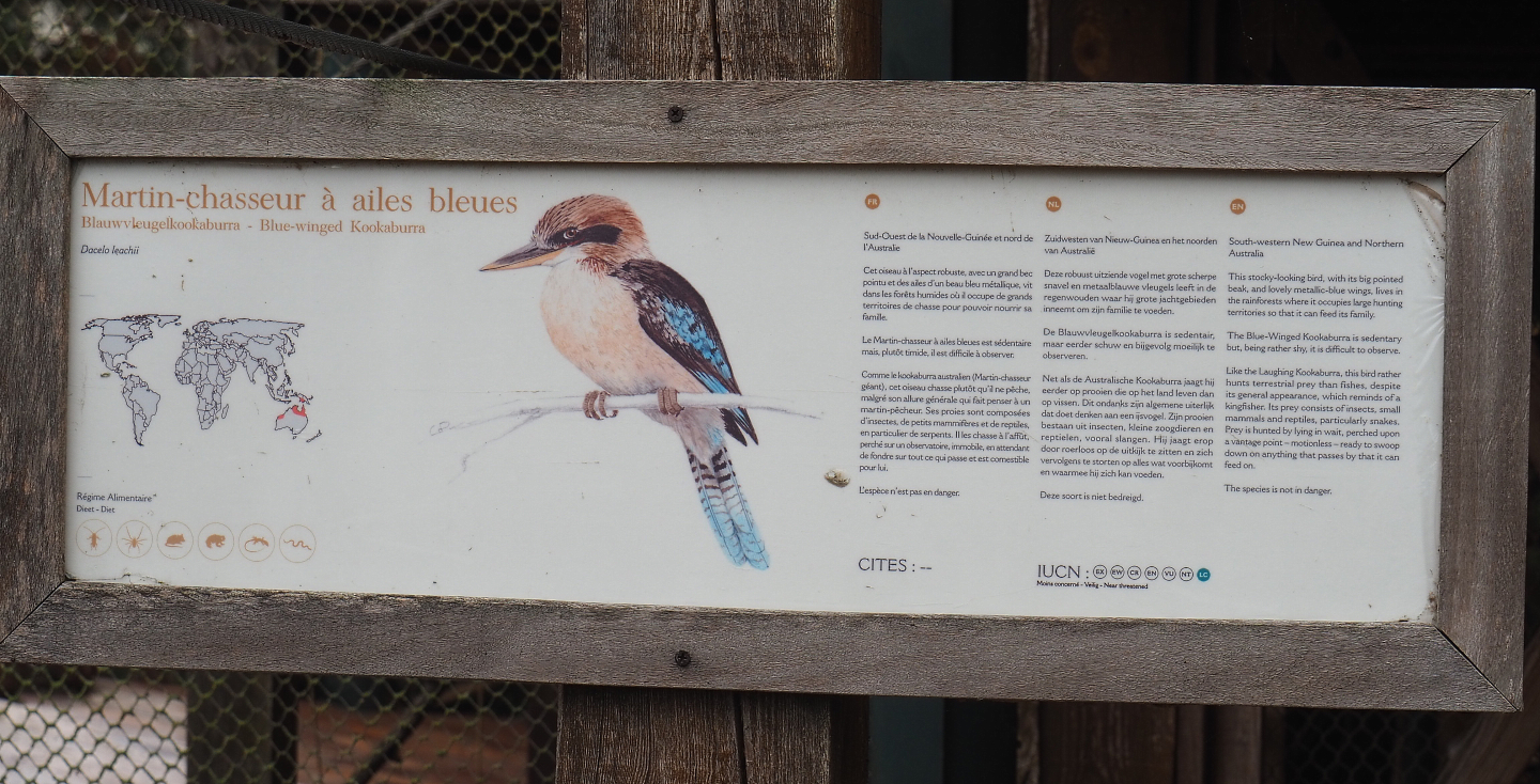 Blue-winged kookaburra signage, 2022-09-15
