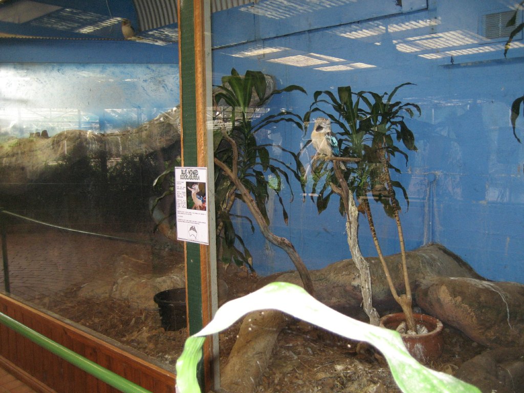 Blue-winged Kookaburra Tank