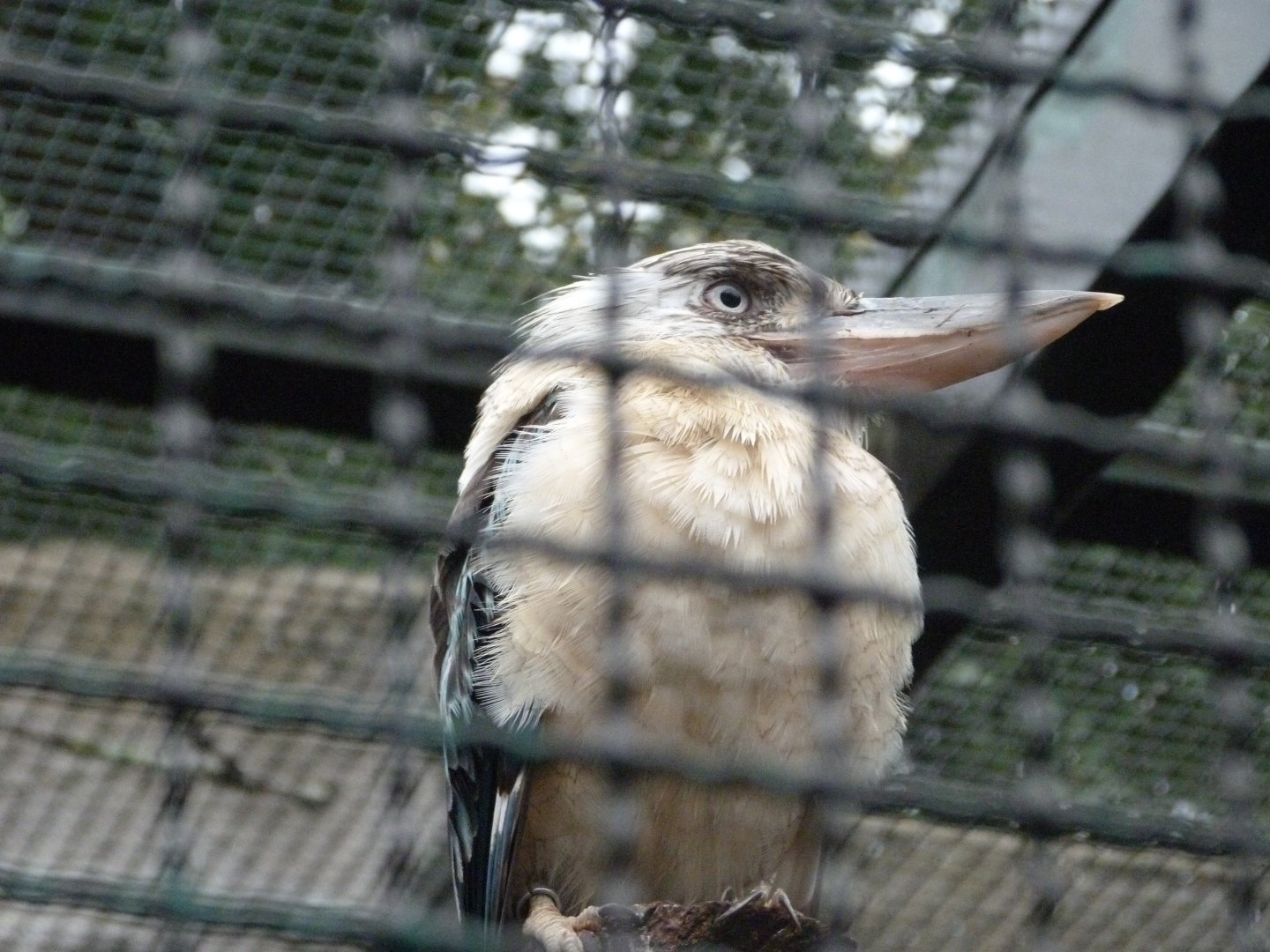 Blue-winged kookaburra -Tierpark Berlin (2024)