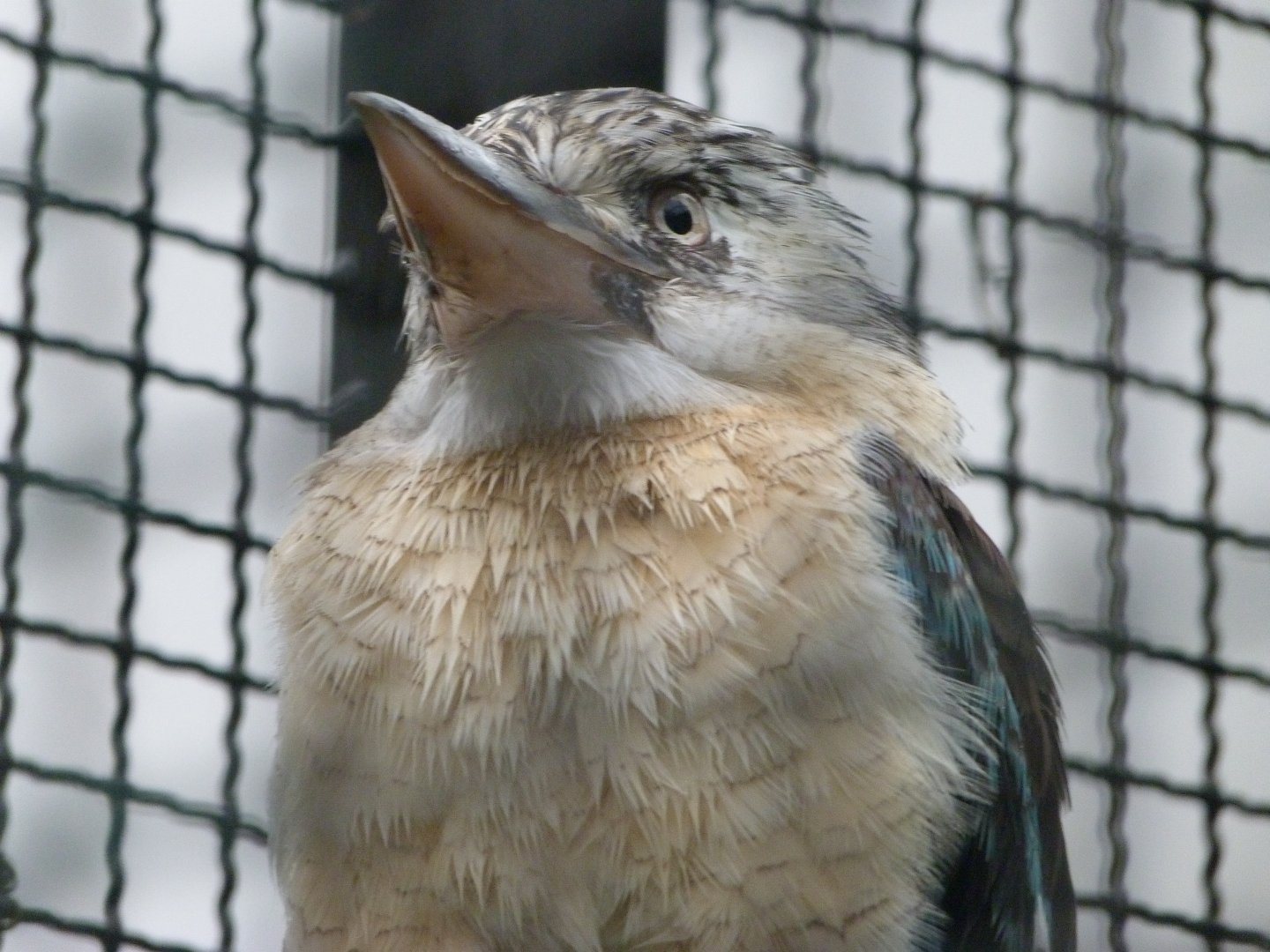 Blue-winged kookaburra -Tierpark Berlin (2024)