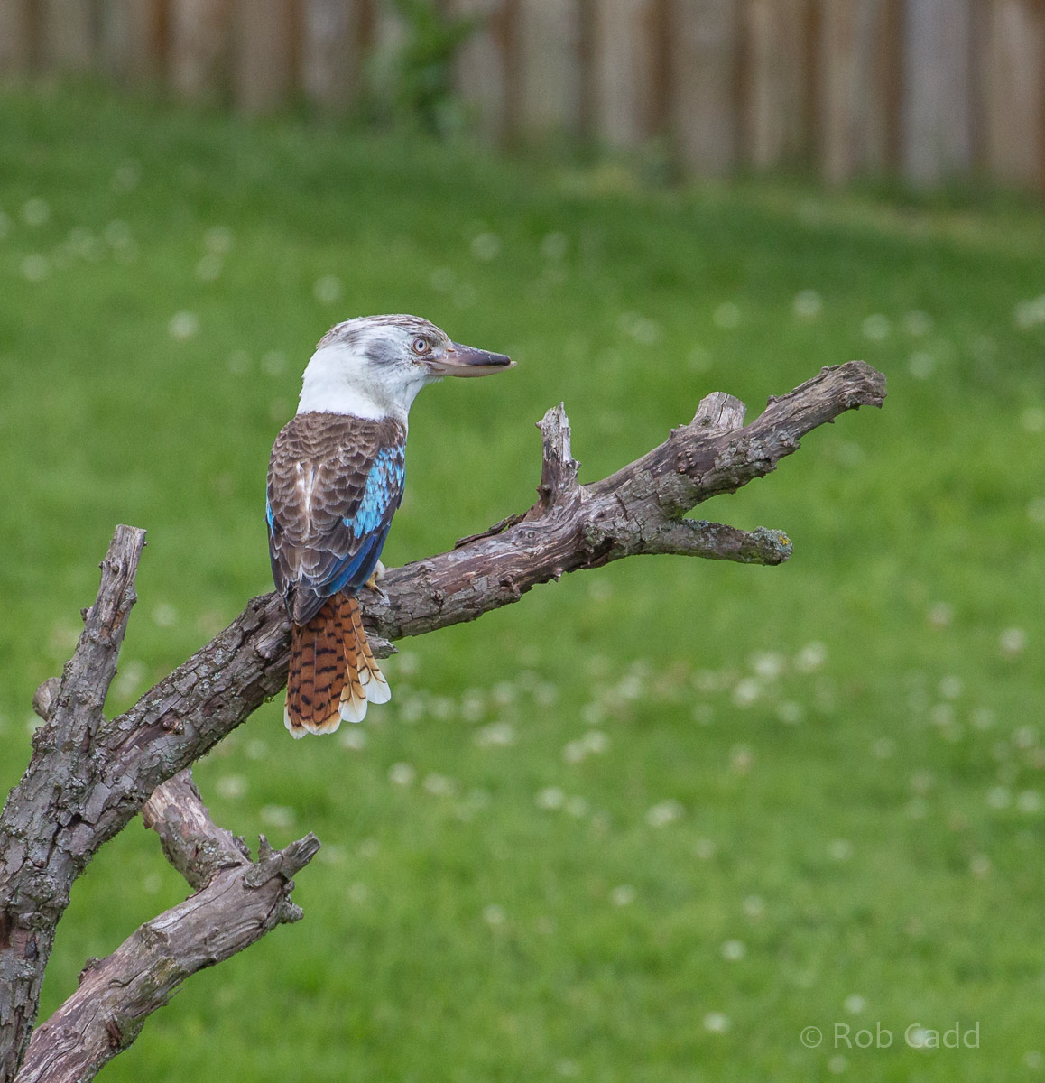 Blue-winged kookaburra : Whipsnade : 17 Jul 2016