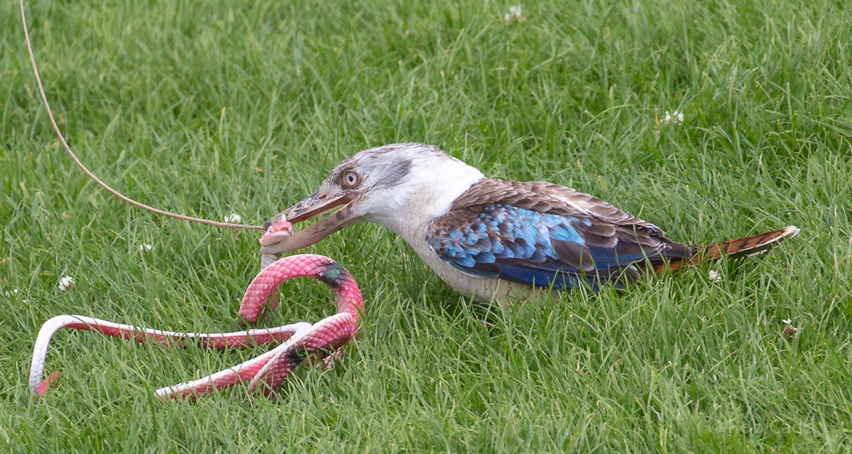 Blue-winged kookaburra : Whipsnade : 17 Jul 2016