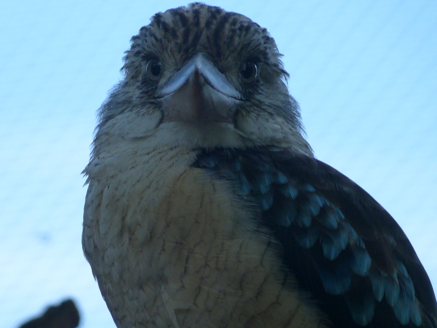 Blue-winged kookaburra -Zoo Praha (2025)