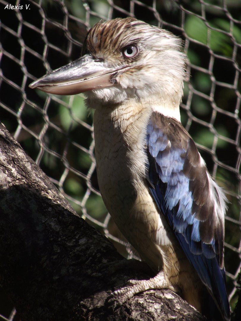Blue-winged Kookaburra - Zooparc de Beauval - 08/2022
