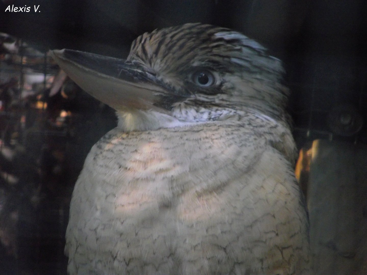Blue-winged Kookaburra - Zooparc de Beauval - 10/2020