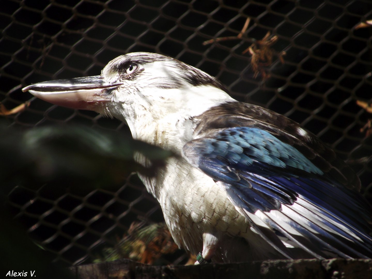 Blue-winged Kookaburra - Zooparc de Beauval, 28/06/2025