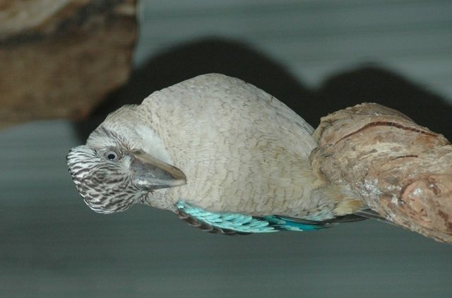 Blue-winged Kookaburra