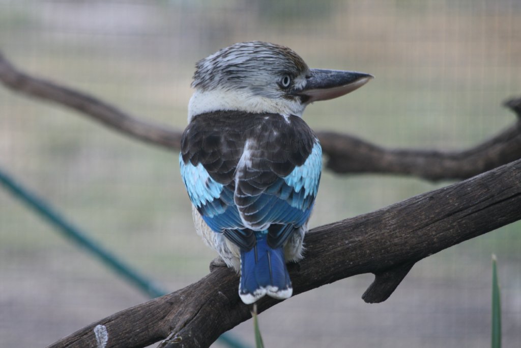 Blue-winged Kookaburra