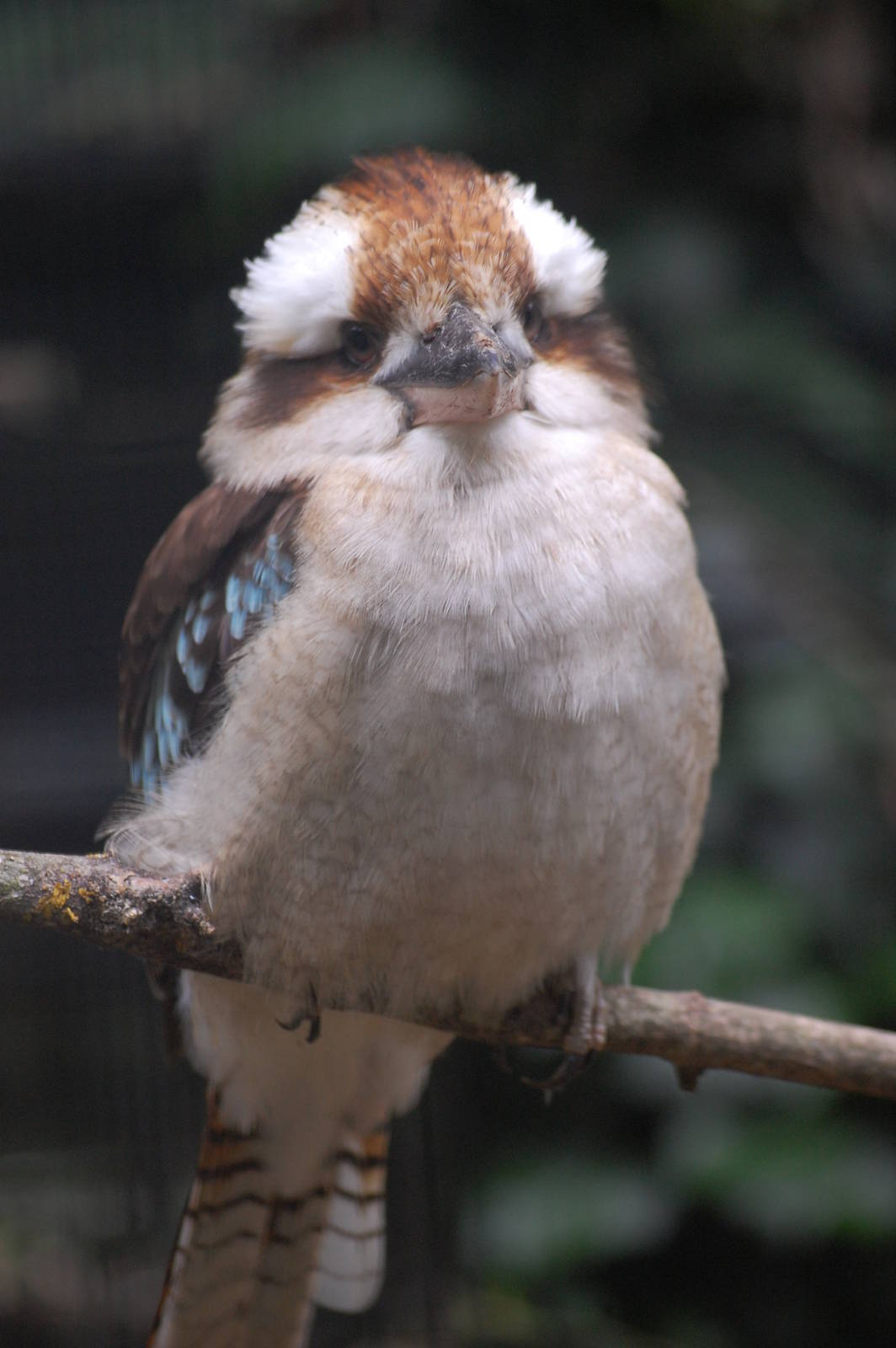 Blue-winged Kookaburra