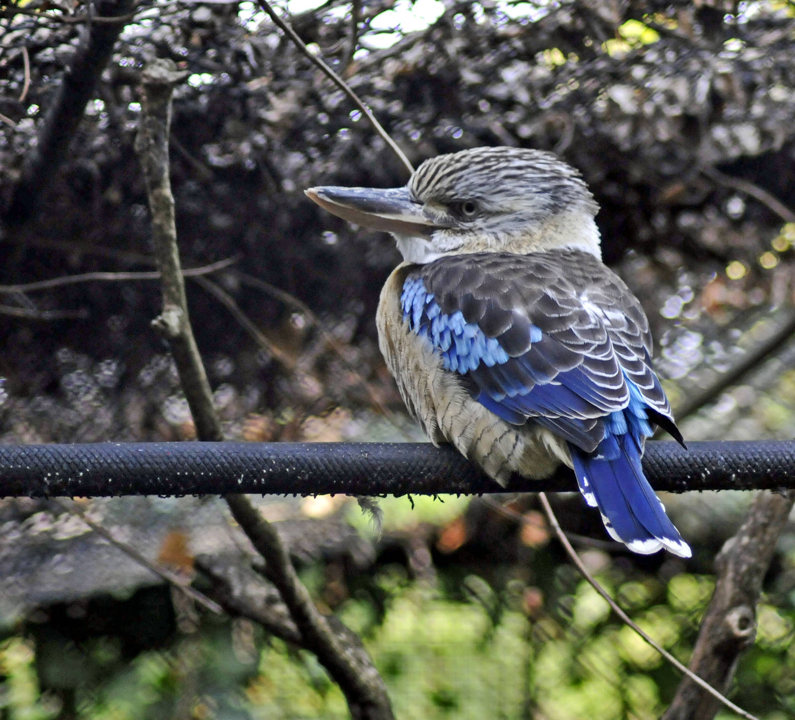 blue winged kookaburra