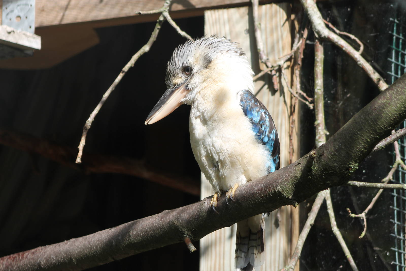 blue-winged kookaburra