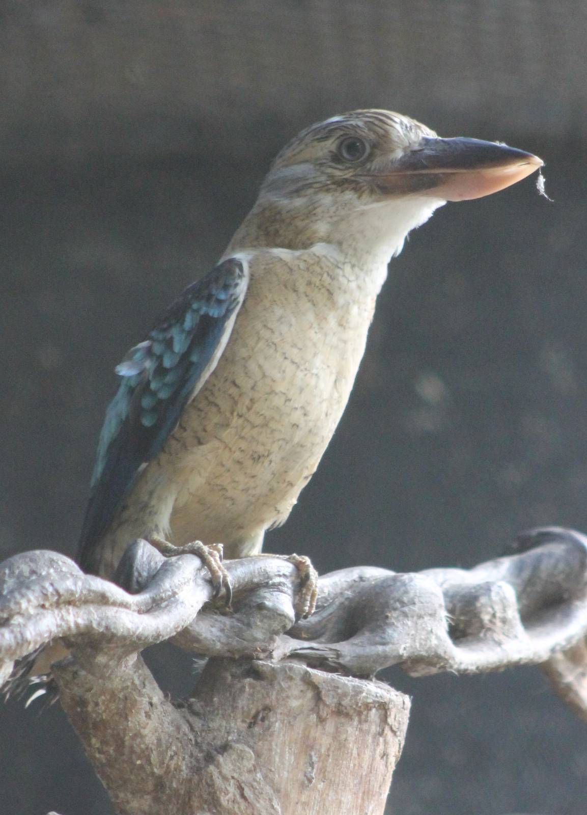 Blue-winged kookaburra