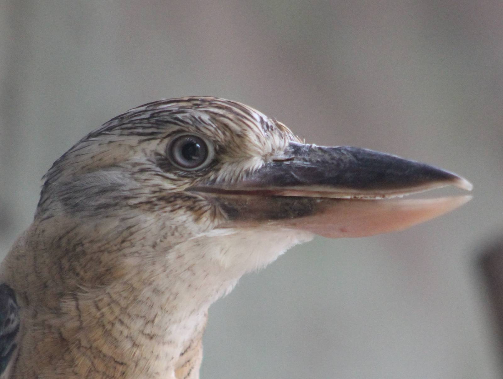 Blue-winged kookaburra