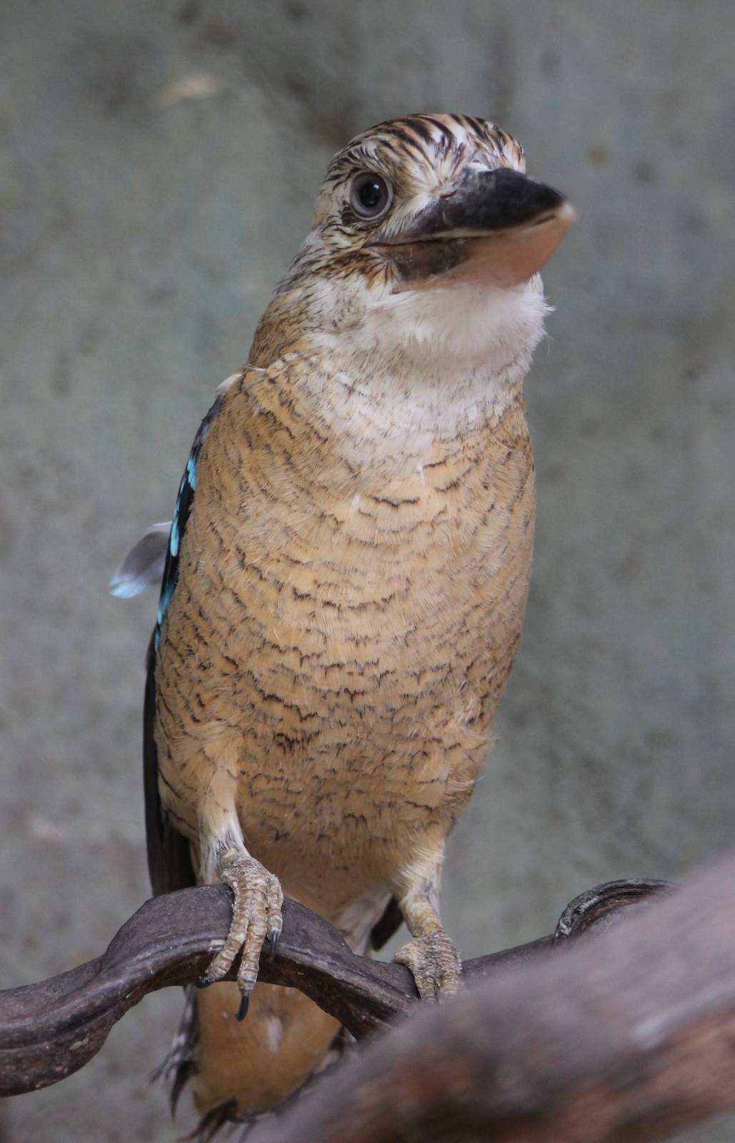 Blue-winged kookaburra