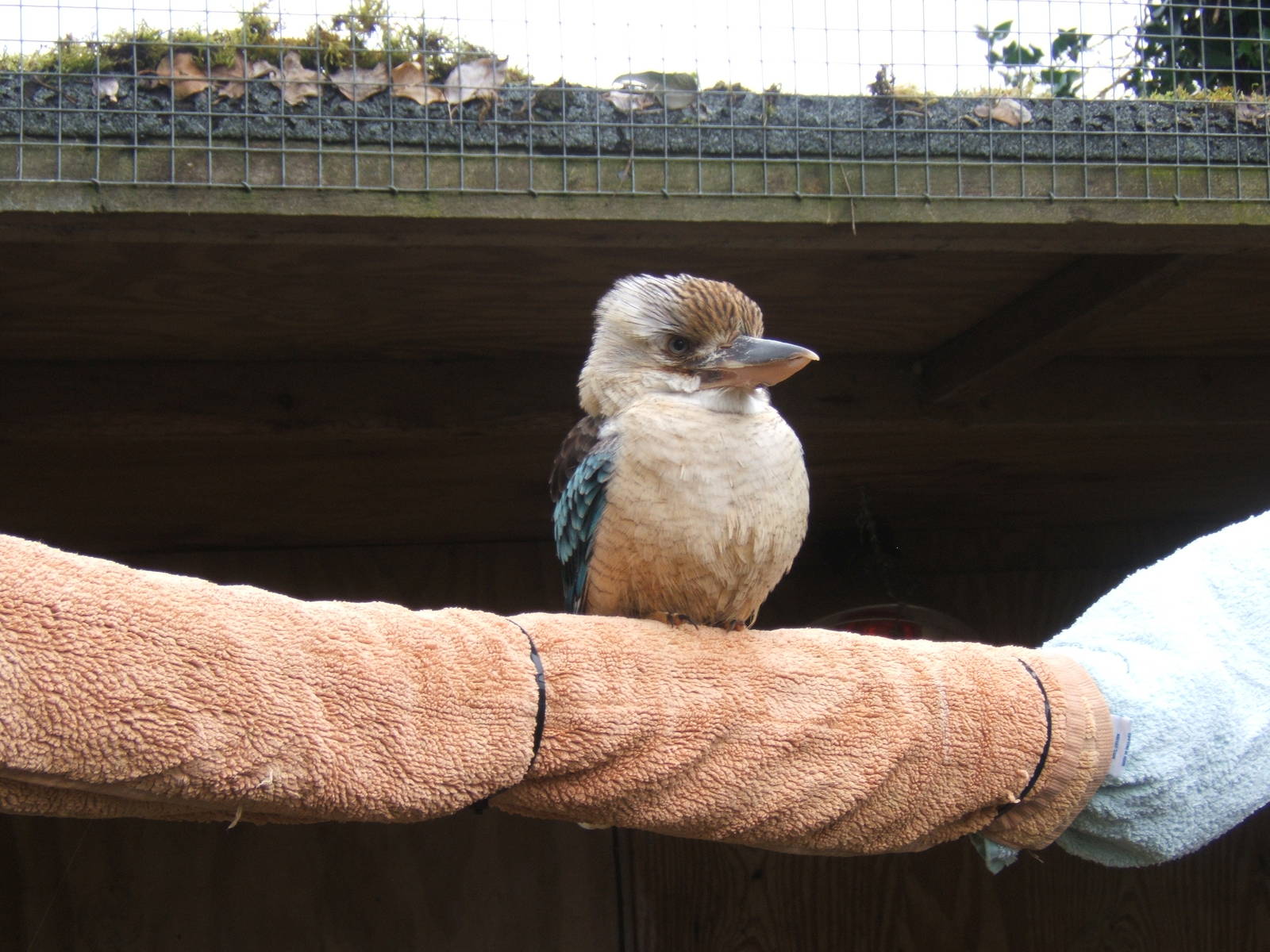 Blue-winged Kookaburra