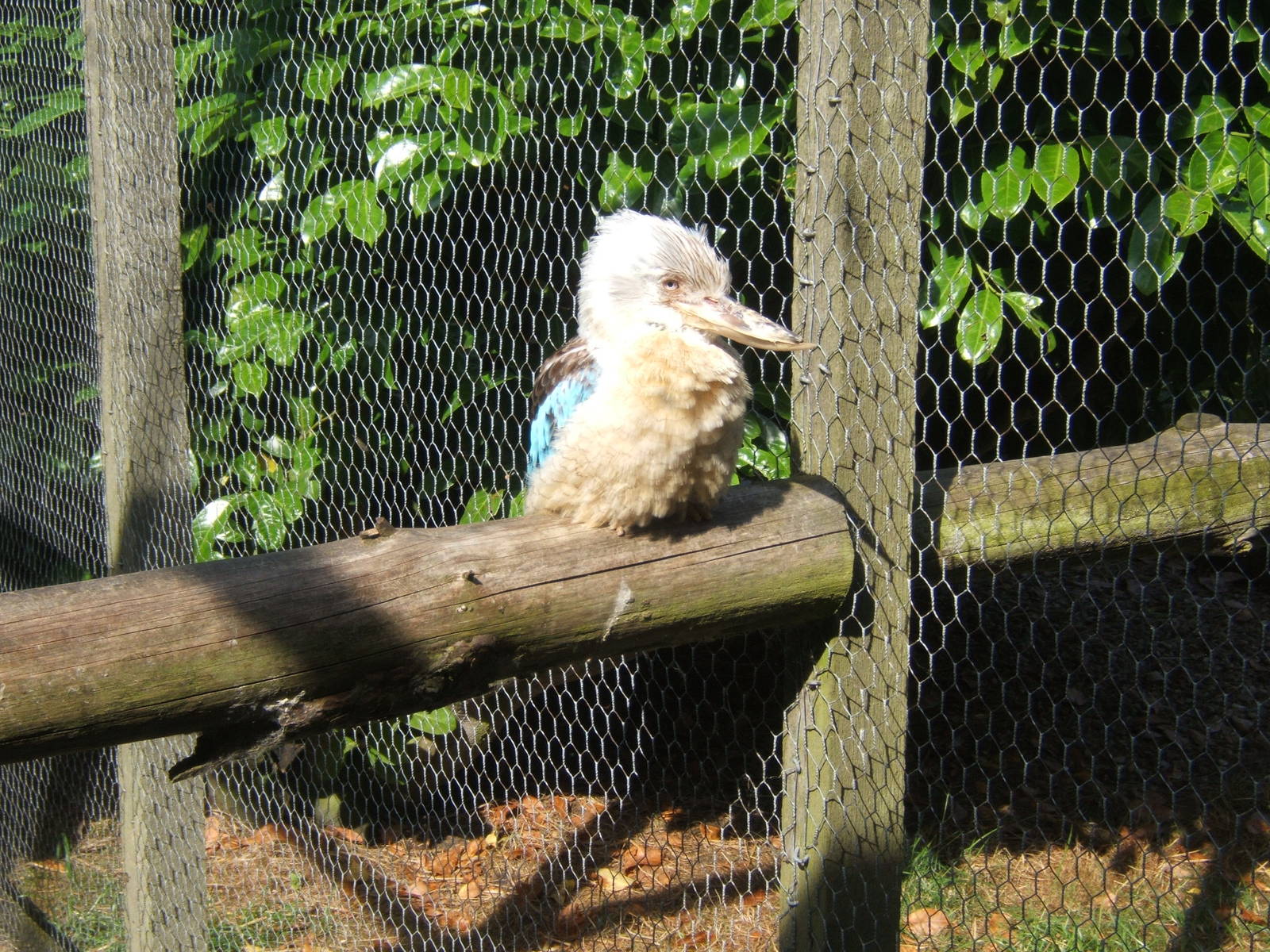 Blue-winged Kookaburra