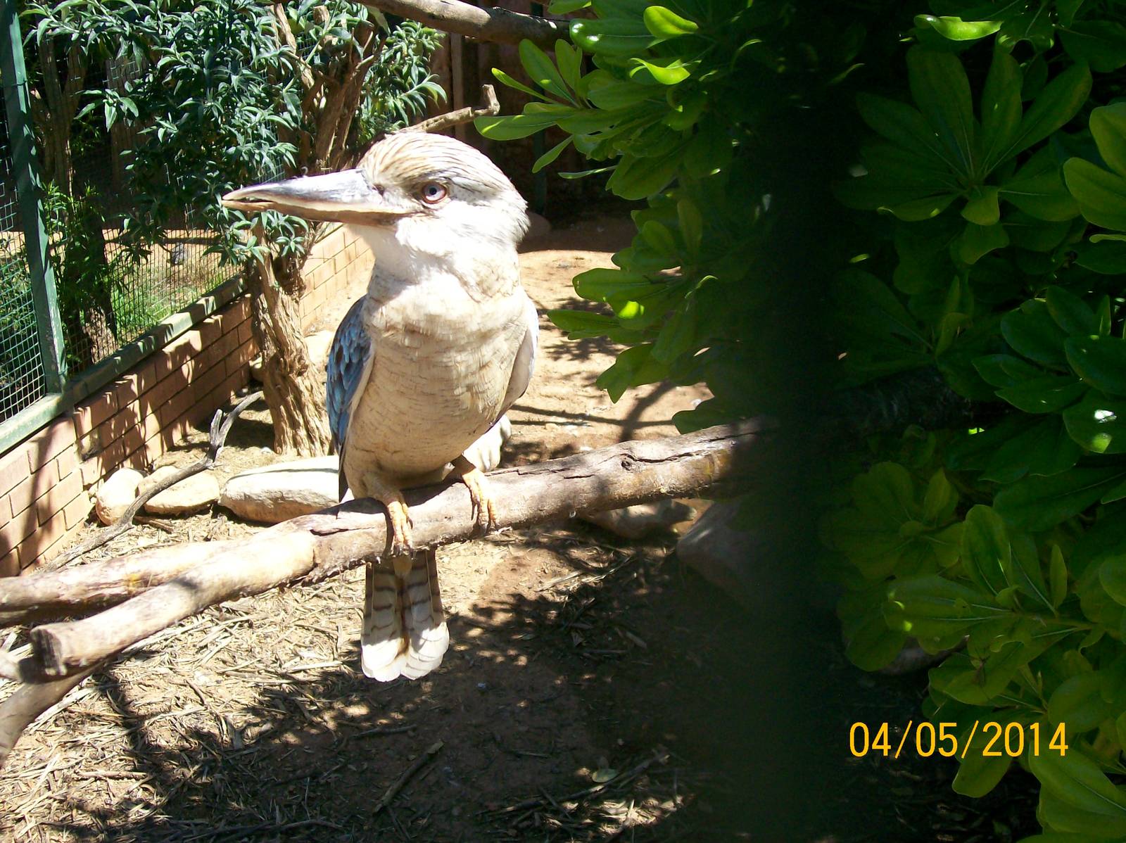 Blue-winged kookaburra