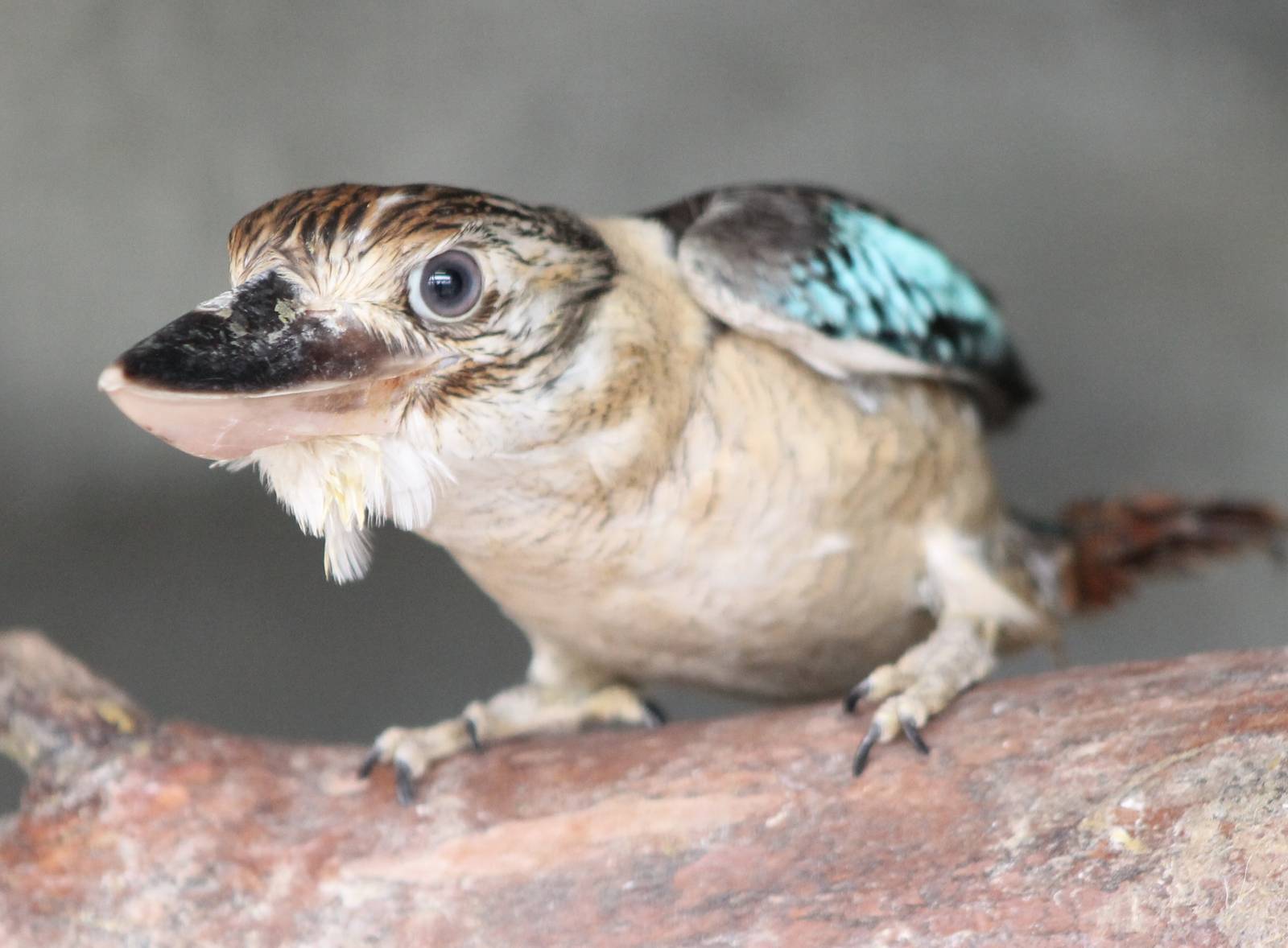 Blue-winged kookaburra