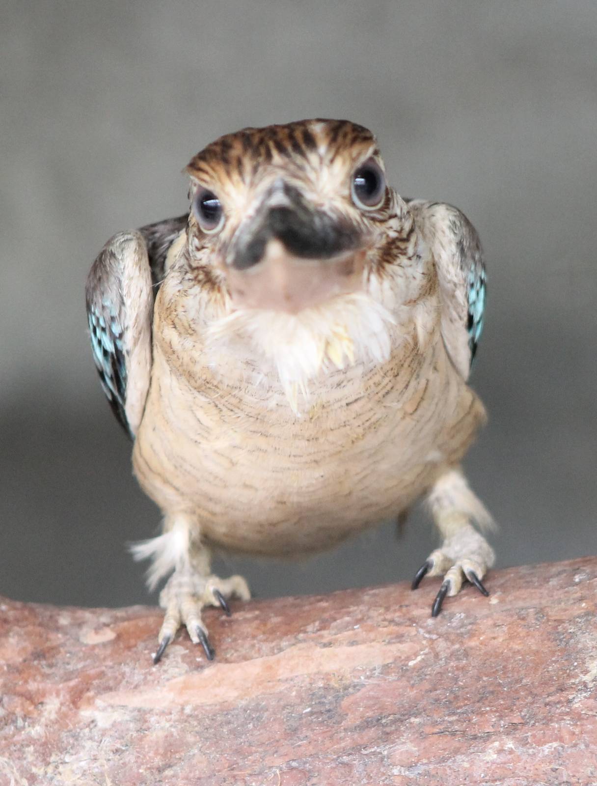 Blue-winged kookaburra