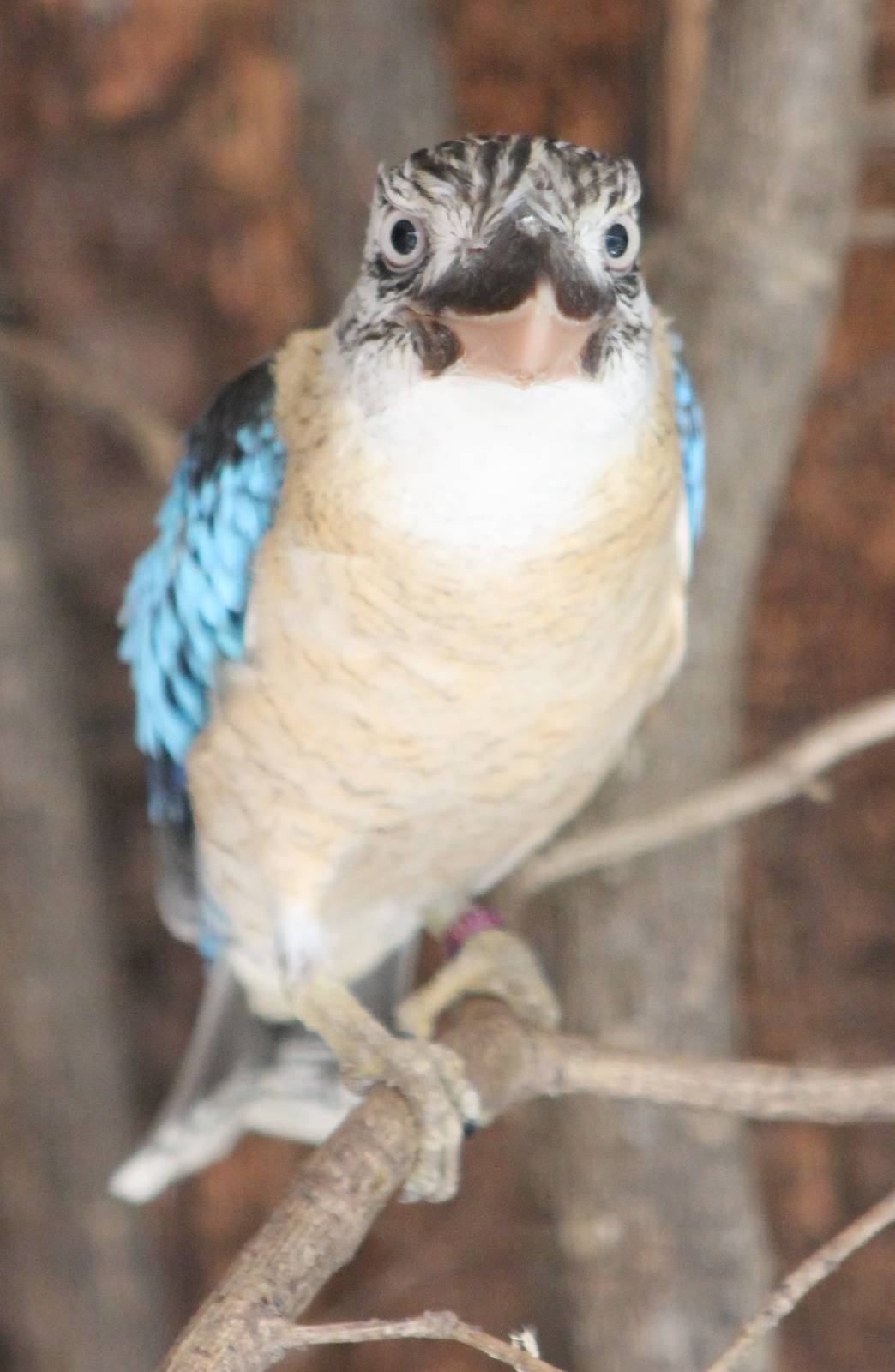 Blue-winged kookaburra