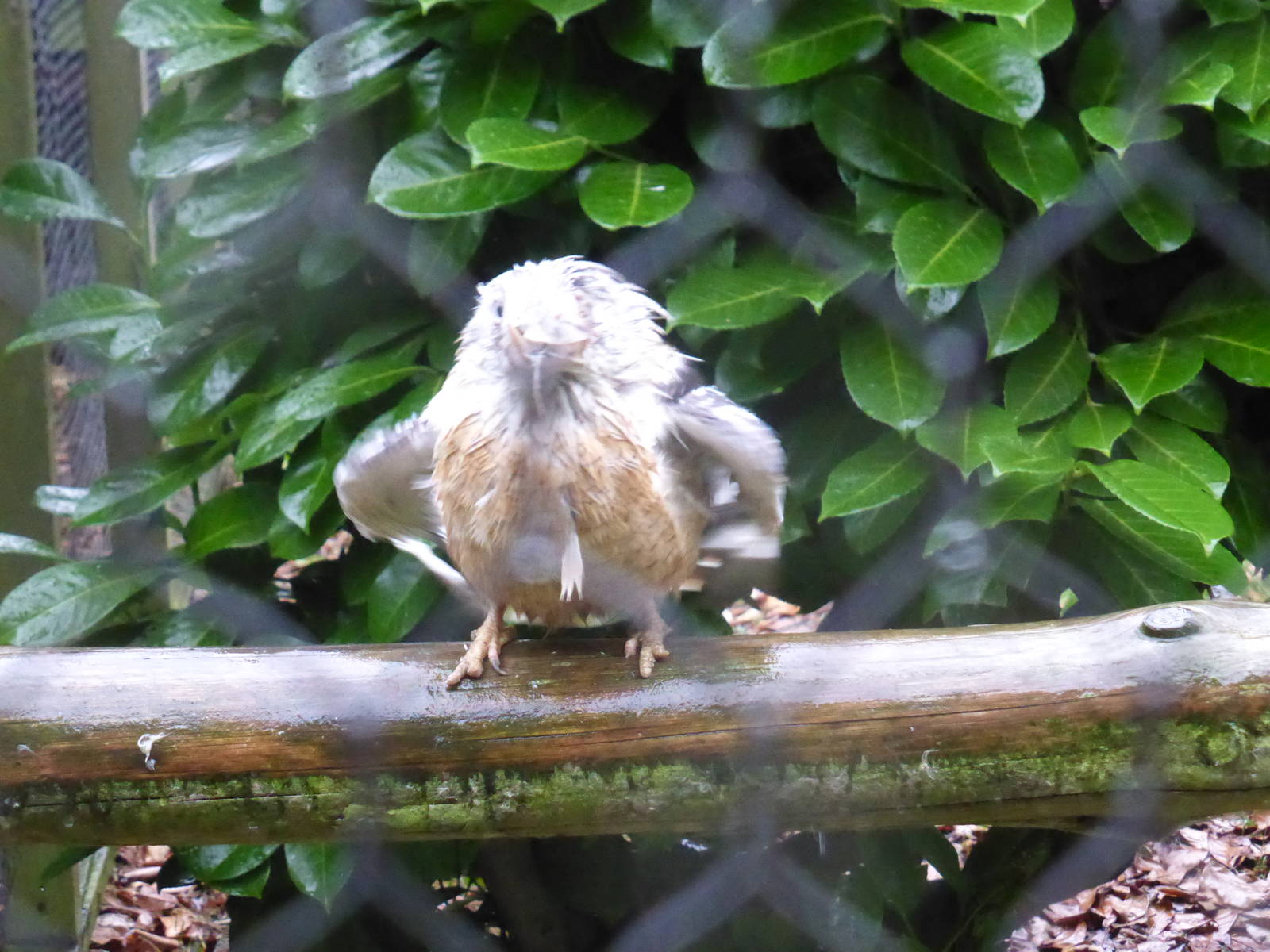 Blue-winged kookaburra