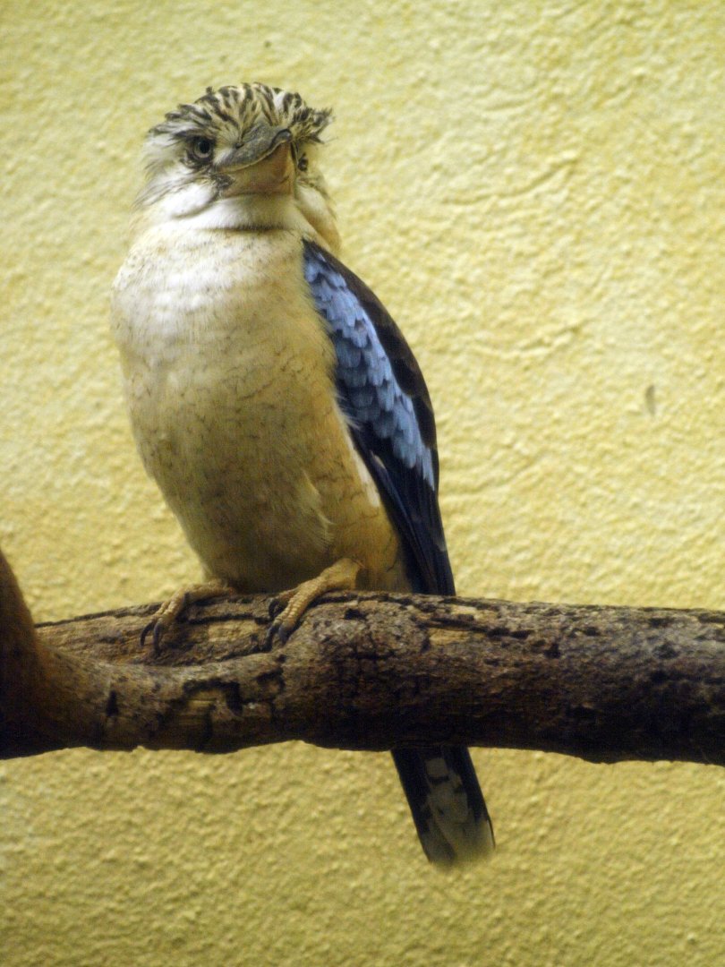 Blue-winged kookaburra
