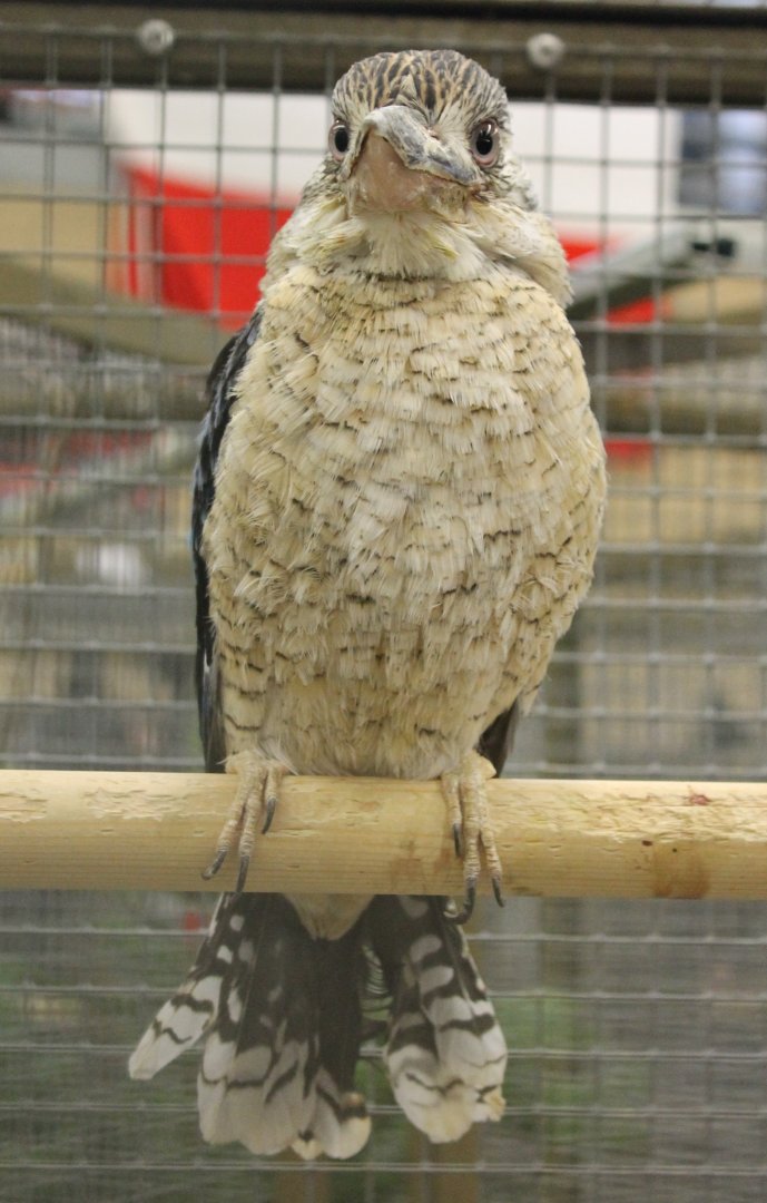 Blue-winged kookaburra