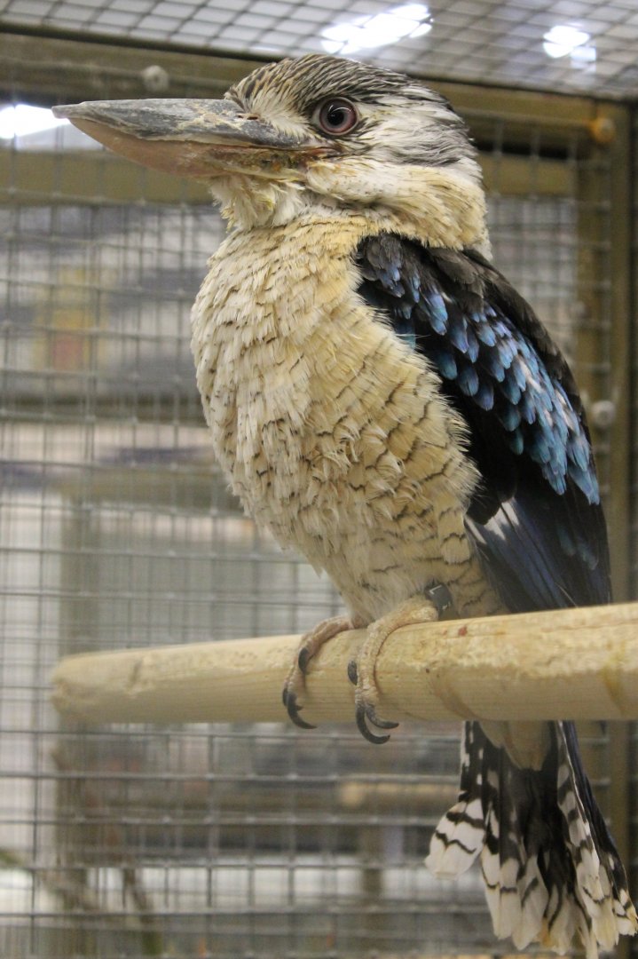 Blue-winged kookaburra