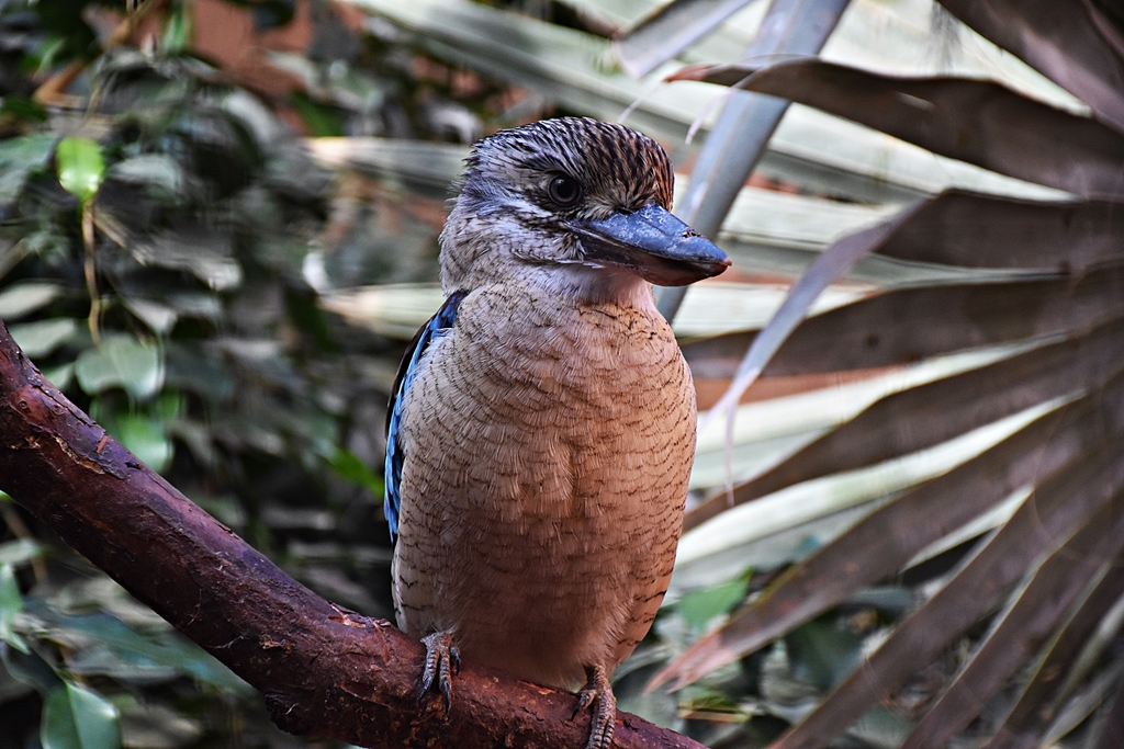 Blue-winged kookaburra