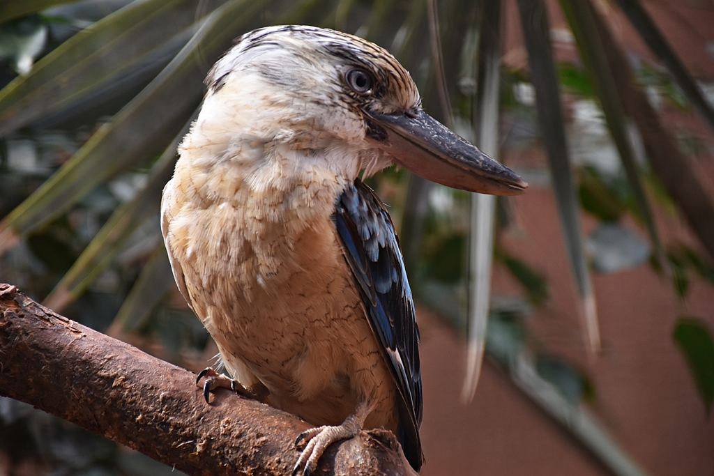 Blue-winged kookaburra