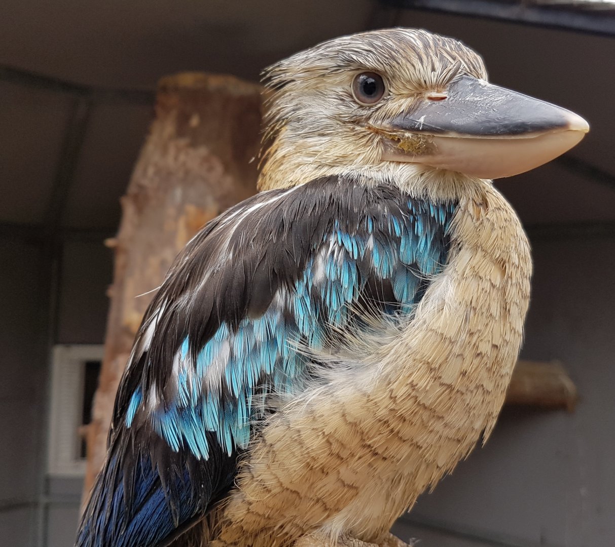Blue-winged kookaburra