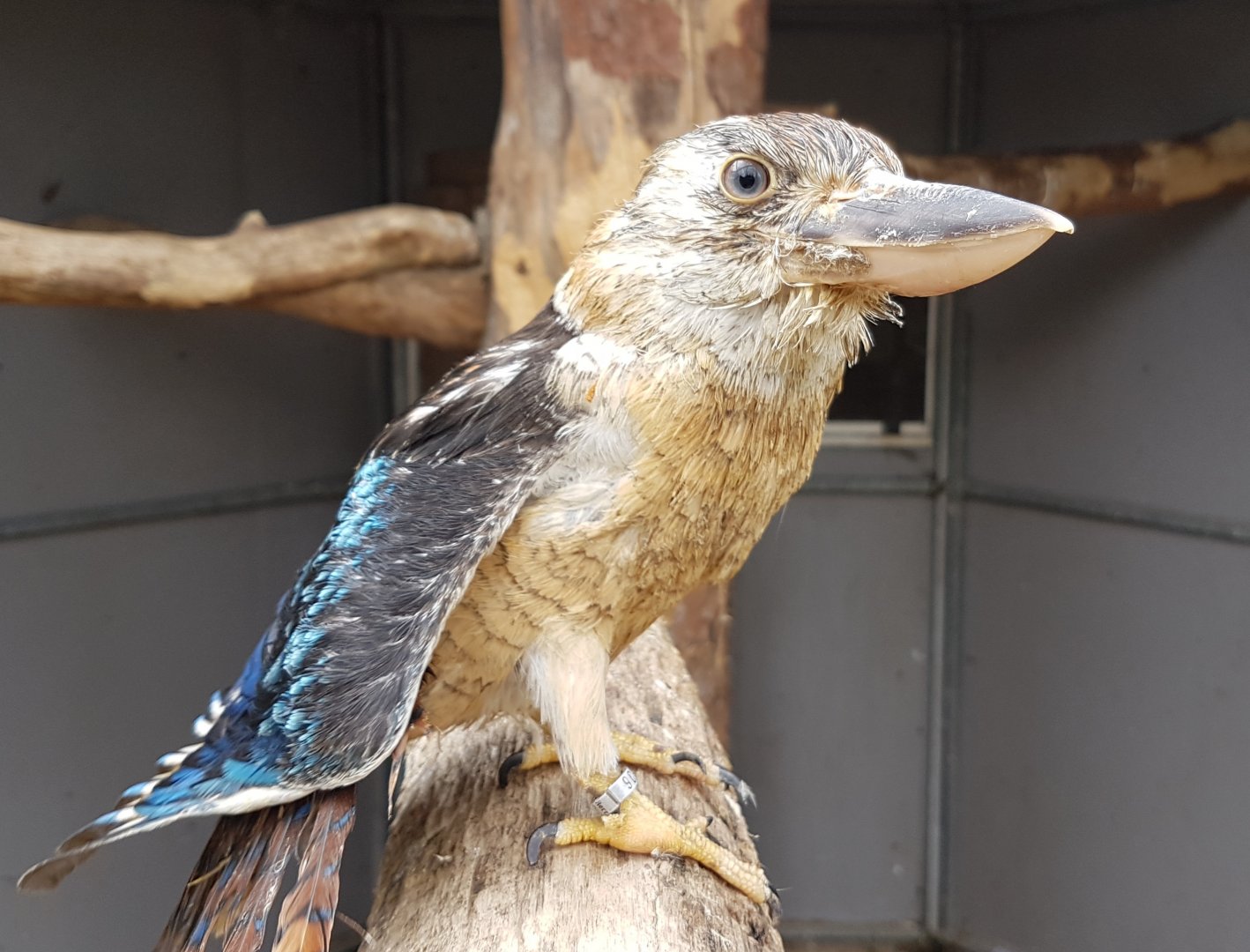 Blue-winged kookaburra