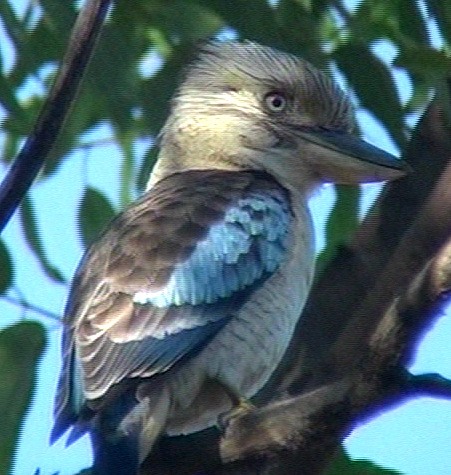 Blue-winged kookaburra