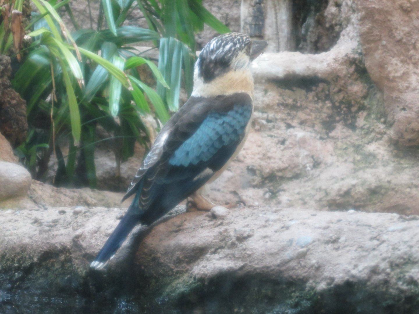 blue winged kookaburra