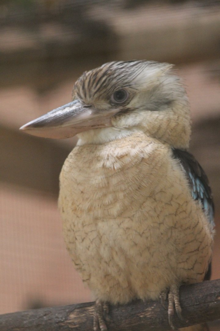 Blue-winged kookaburra