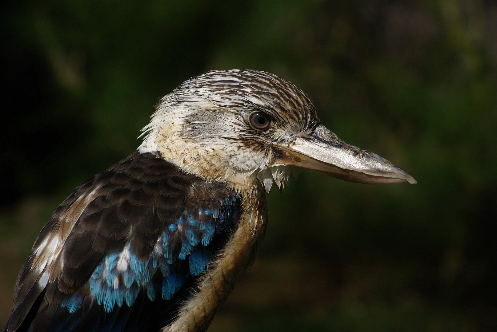 Blue-winged Kookaburra