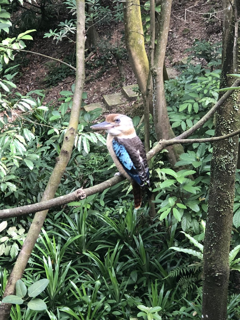 Blue-winged Kookaburra
