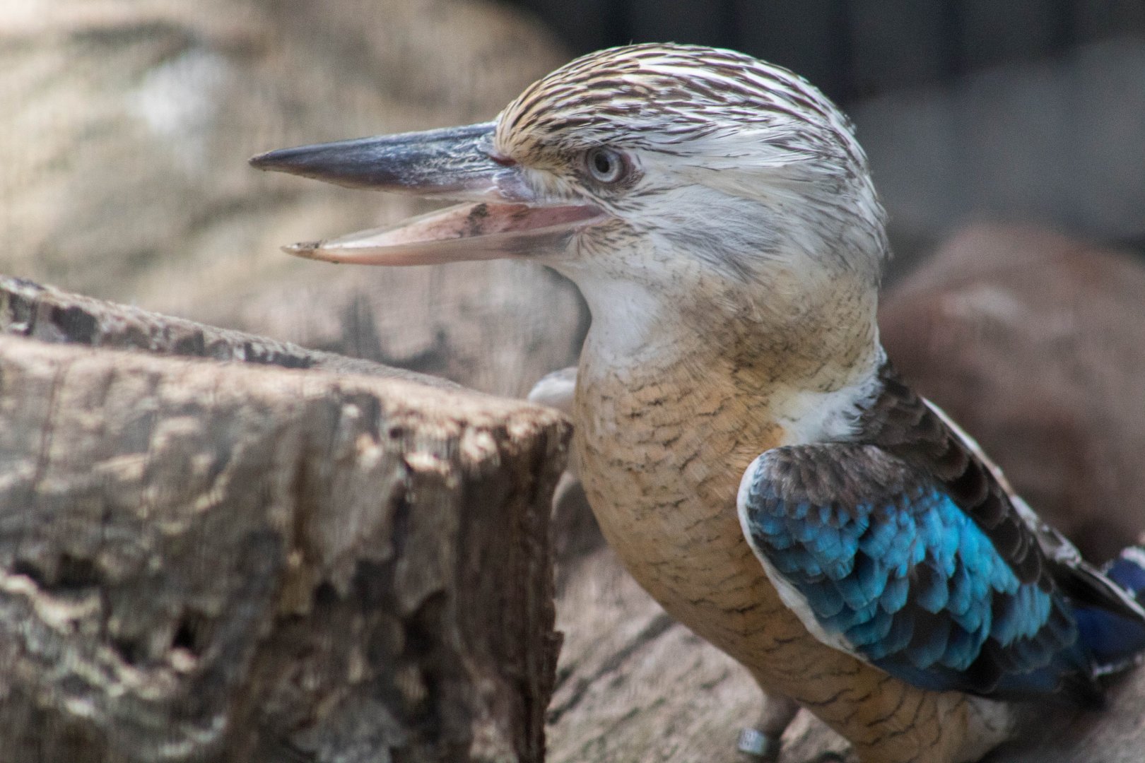 Blue-winged kookaburra