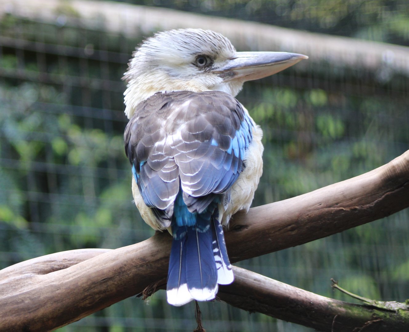 Blue-winged kookaburra
