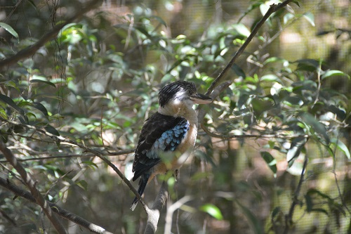Blue-winged kookaburra.