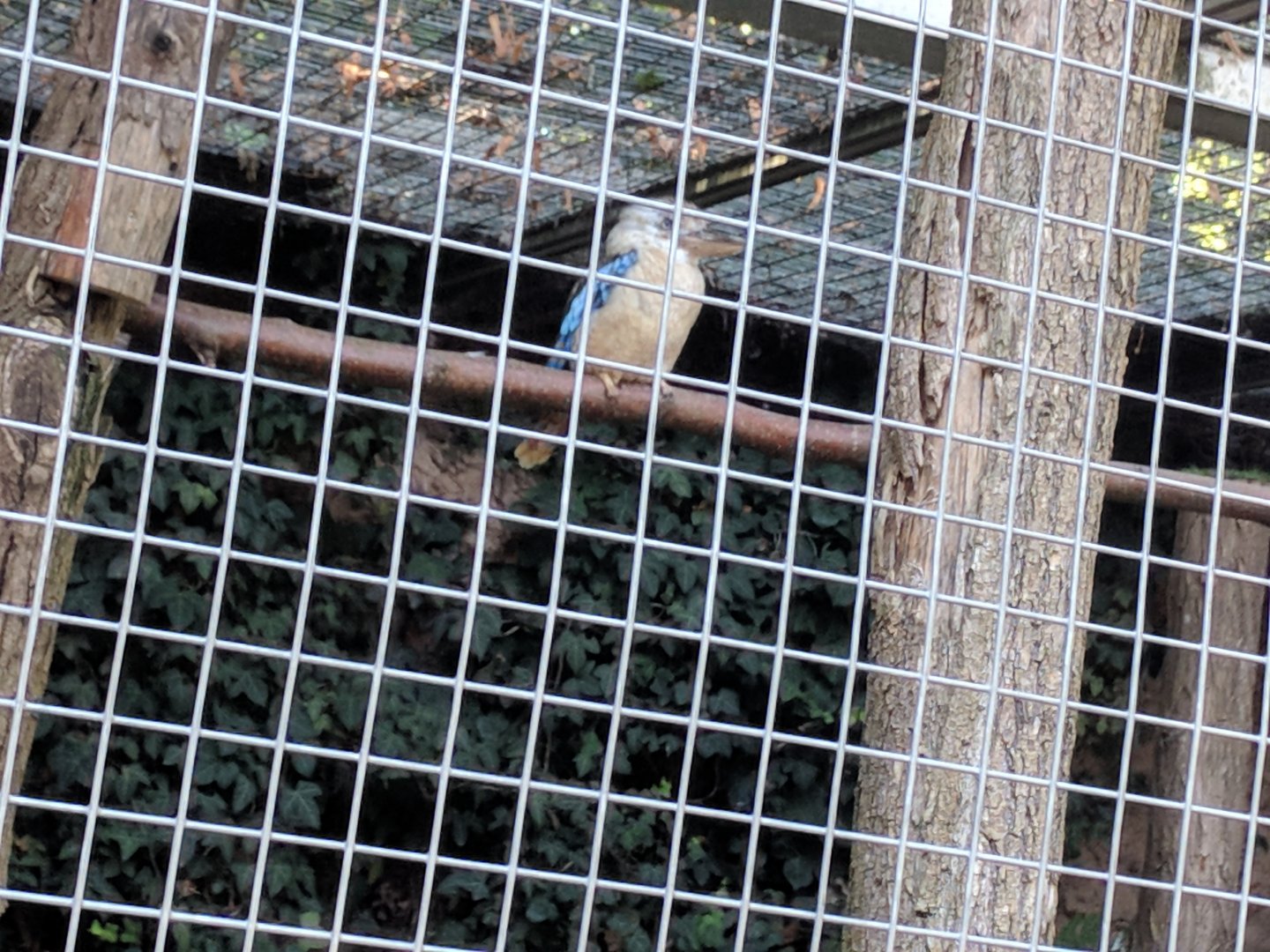 Blue Winged Kookaburra